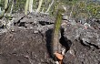 Vista previa de Pilosocereus aurisetus