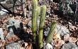 Anteprima di Pilosocereus aurisetus