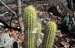 Anteprima di Pilosocereus aurisetus