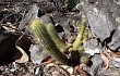 Preview photo Pilosocereus aurisetus