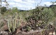 Anteprima di Pilosocereus fulvilanatus