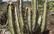 Anteprima di Pilosocereus fulvilanatus