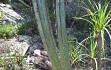 Anteprima di Pilosocereus fulvilanatus