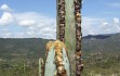 Preview photo Pilosocereus fulvilanatus