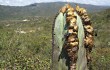 Anteprima di Pilosocereus fulvilanatus