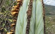 Preview photo Pilosocereus fulvilanatus