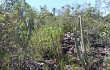 Preview photo Pilosocereus fulvilanatus