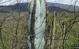 Preview photo Pilosocereus fulvilanatus