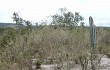 Preview photo Pilosocereus fulvilanatus