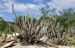 Preview photo Pilosocereus magnificus