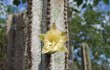 Preview photo Pilosocereus magnificus