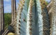 Preview photo Pilosocereus magnificus