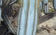 Preview photo Pilosocereus magnificus