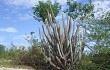 Preview photo Pilosocereus magnificus