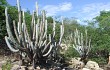 Preview photo Pilosocereus magnificus