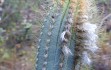 Preview photo Pilosocereus pachycladus