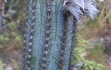 Anteprima di Pilosocereus pachycladus