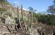 Preview photo Pilosocereus pachycladus