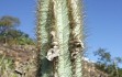 Anteprima di Pilosocereus pachycladus