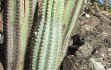 Preview photo Pilosocereus pachycladus