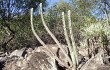 Vista previa de Pilosocereus pachycladus