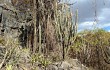 Vista previa de Pilosocereus pachycladus