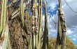 Anteprima di Pilosocereus pachycladus