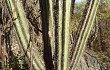 Anteprima di Pilosocereus pachycladus