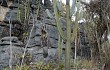 Vista previa de Pilosocereus pachycladus