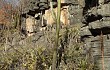 Anteprima di Pilosocereus pachycladus