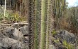 Anteprima di Pilosocereus pachycladus