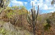 Preview photo Pilosocereus pachycladus