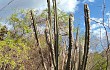 Preview photo Pilosocereus pachycladus