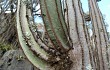 Preview photo Pilosocereus pachycladus