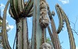 Preview photo Pilosocereus pachycladus