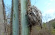 Vista previa de Pilosocereus pachycladus