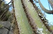 Anteprima di Pilosocereus pachycladus