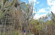 Vista previa de Pilosocereus pachycladus