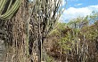 Anteprima di Pilosocereus pachycladus