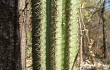 Anteprima di Pilosocereus pachycladus