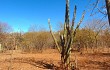 Vista previa de Pilosocereus pachycladus