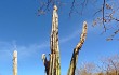 Anteprima di Pilosocereus pachycladus