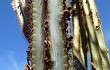 Anteprima di Pilosocereus pachycladus