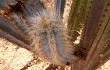 Preview photo Pilosocereus pachycladus