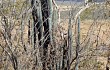 Anteprima di Pilosocereus pachycladus