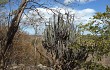 Vista previa de Pilosocereus pachycladus