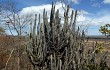 Preview photo Pilosocereus pachycladus