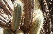 Preview photo Pilosocereus pachycladus