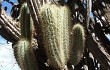 Anteprima di Pilosocereus pachycladus