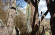 Preview photo Pilosocereus pachycladus